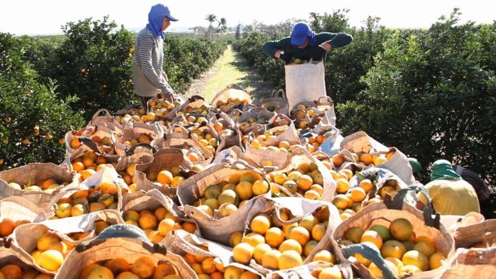 Au Brésil, les cueilleurs d'agrumes sont pressés comme des oranges