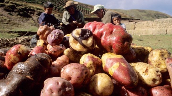 The guardians of the Andean potato