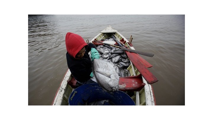 Los pescadores chilenos se ven obligados a morder el anzuelo para las grandes empresas