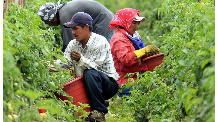 From the fields of San Quintin to the supermarkets of North America: Mexican farmworkers call for solidarity 