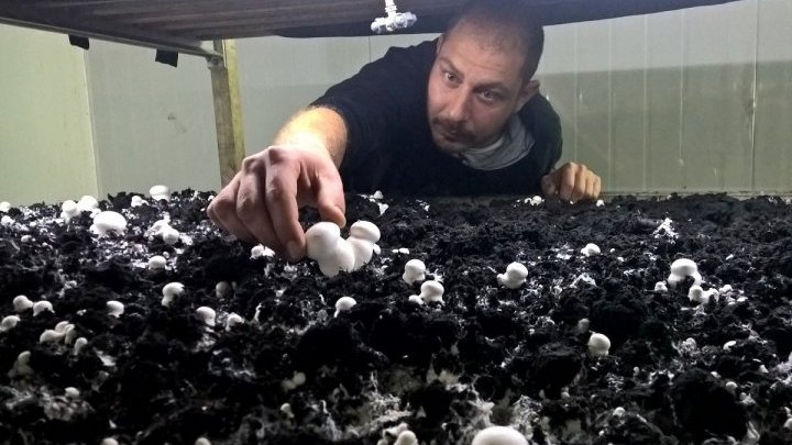 The struggle - and success - of growing mushrooms under Israeli occupation