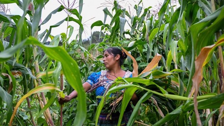 L'emploi vert dans l'agriculture au Guatemala, où en est-on ?