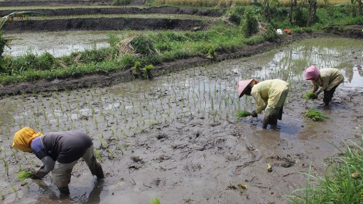 Can rice survive climate change?