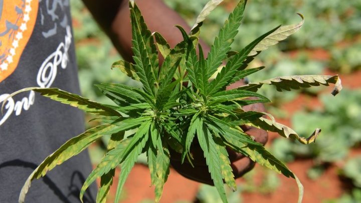 Can Jamaica make up for lost ground in cannabis research following decriminalisation?