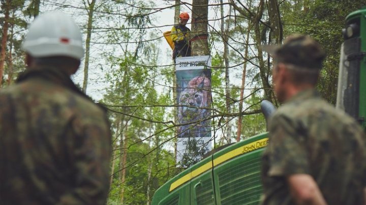 La intensificación de la lucha por el bosque polaco de Bialowieza choca con la intransigencia gubernamental