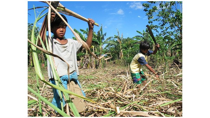 Brésil : une référence en matière de lutte contre le travail des enfants