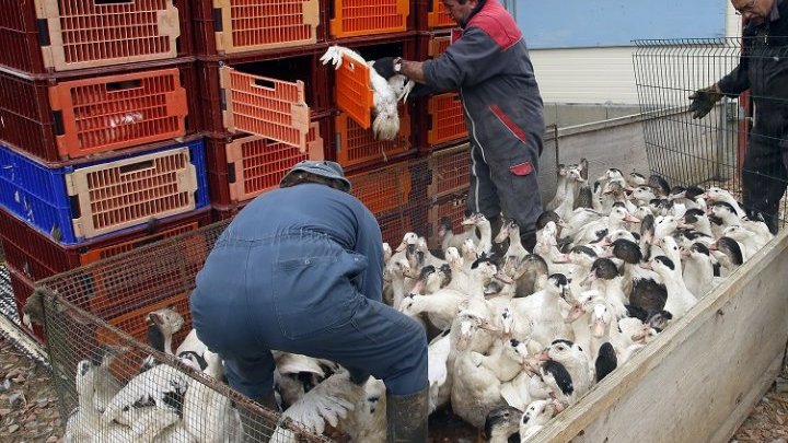 Quel avenir pour les 100 000 travailleurs du foie gras en France ?