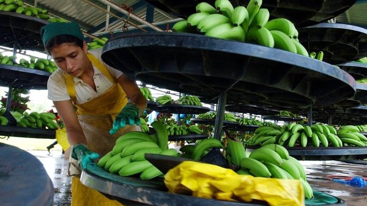 Una empacadora de banano habla contra la violencia y el acoso: “Vamos a la buena de Dios”