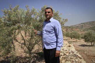 El aceite de oliva, “el oro verde de Palestina”, se exporta ya con la etiqueta de comercio justo y ecológico
