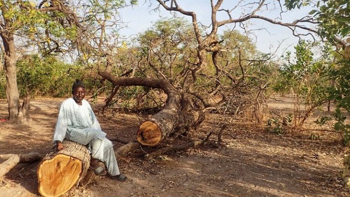 Illegal logging and poverty fuel local tensions in southern Senegal