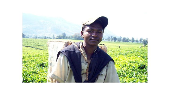 Plantations de thé du Malawi : un goût amer