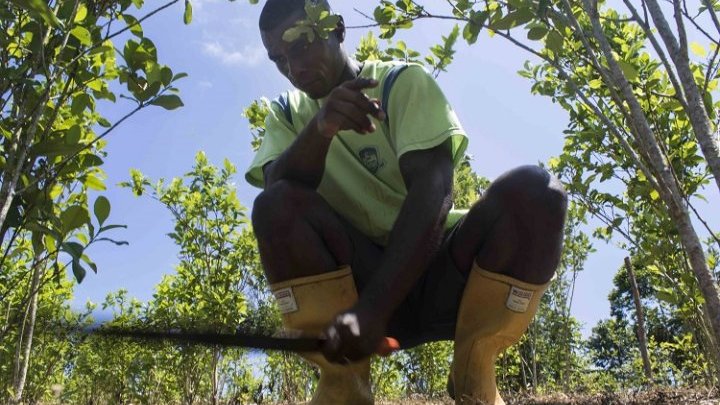 Les cultivateurs de coca colombiens, entre l'éradication forcée et l'absence d'alternatives
