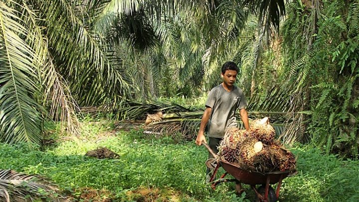 Slow progress in the fight against child labour in Indonesia 
