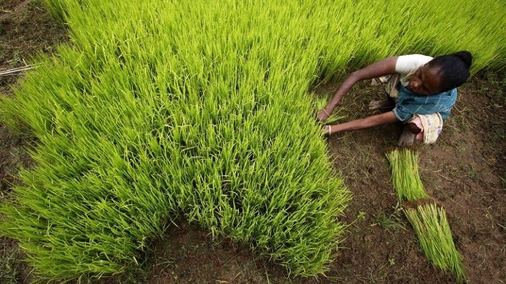 En Bengala Occidental, los agricultores enfrentan el cambio climático y el aumento de los costos cultivando arroz autóctono