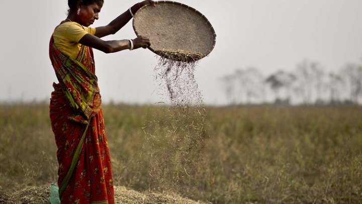 A pesar de la crisis agrícola en la India, las mujeres prosperan rehabilitando los cultivos alimenticios