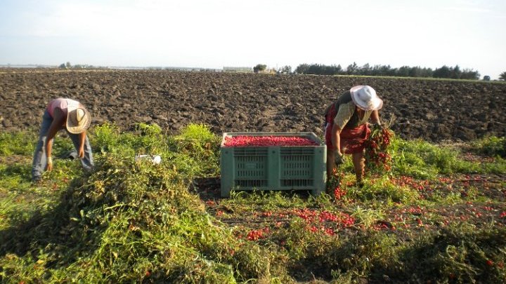 Les milliers de morts du secteur agricole italien lui donnent des allures de zone de guerre