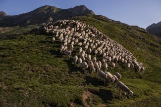 Graines de berger en Catalogne