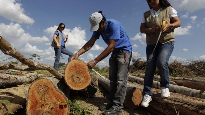 Are laws and certification enough to stop illegal deforestation?