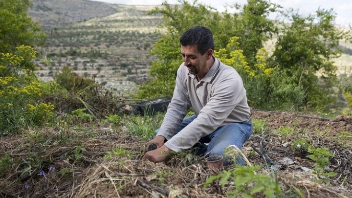 Sembrar la resistencia: la lucha por la soberanía alimentaria en Palestina