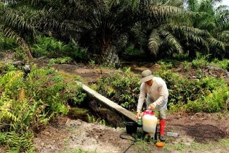 Precarious employment, lower pay and exposure to chemicals: the gender divide in the palm oil industry