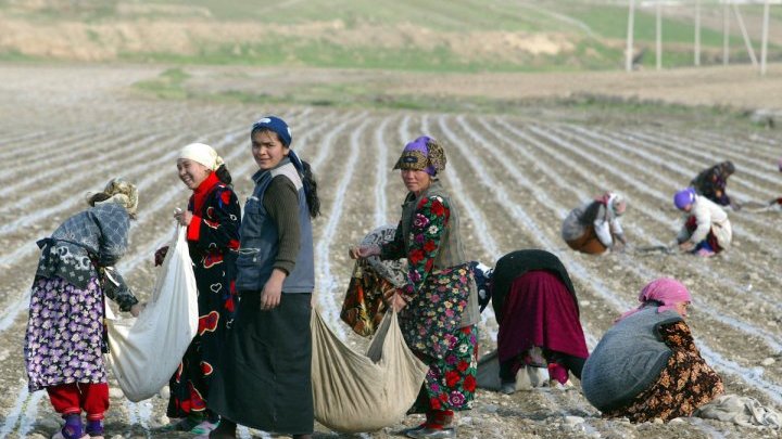 Le travail forcé persiste dans les cultures de coton d'Ouzbékistan