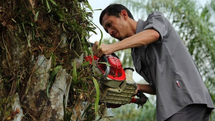El ecosistema de Leuser, paraíso de la biodiversidad, amenazado por el aceite de palma
