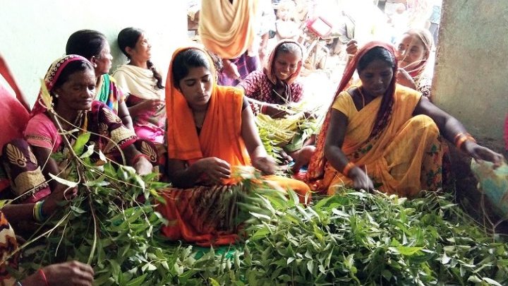 En Inde, des agriculteurs misent sur une agriculture sobre en carbone pour lutter contre les aléas climatiques 