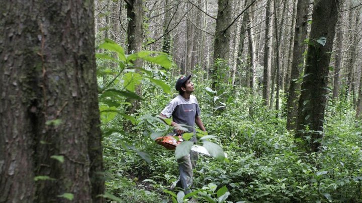 The uncertain future of Peru's forests