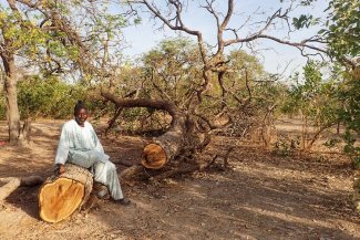 Illegal logging and poverty fuel local tensions in southern Senegal