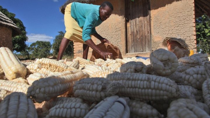 Zimbabwe: Los trabajadores agrícolas desplazados se enfrentan a una “crisis”