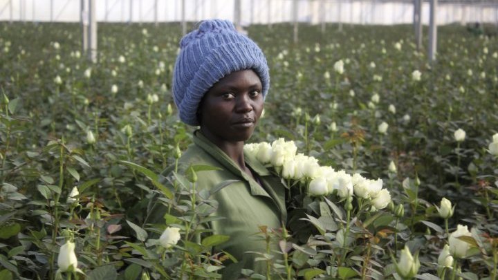 Bajos salarios y malas condiciones de trabajo, San Valentín espinoso para los floricultores keniatas