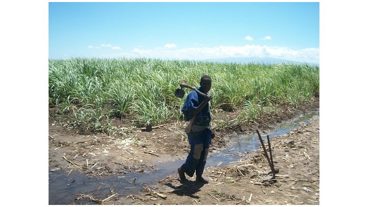 Ganancias record no redundan en beneficios para los trabajadores y trabajadoras del azúcar en Malawi