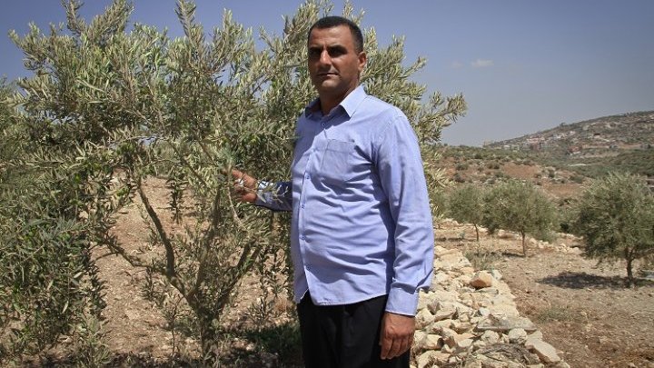 L'huile d'olive, « l'or vert de Palestine », s'exporte désormais avec le label bio et équitable