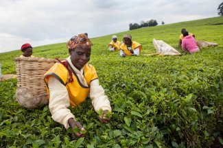 Dans les champs de thé du Kenya, les femmes victimes de la mécanisation