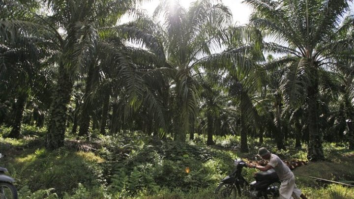 Indonesia: global trade unions and NGOs back PepsiCo-linked palm oil workers in their fight for labour rights 