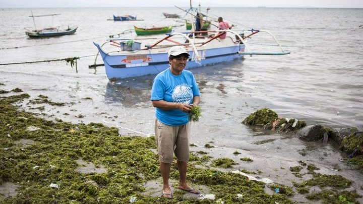 La culture des algues, une opportunité de développement pour les populations pauvres d'Asie