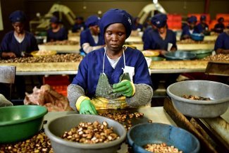 La producción del anacardo y cómo el líder mundial (África) puede relocalizar el valor añadido