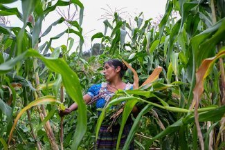 L'emploi vert dans l'agriculture au Guatemala, où en est-on ?