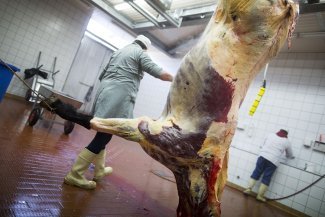 Ouvriers sous-traités et mal traités dans l'industrie allemande de la viande