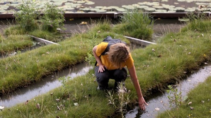 Les Pays-Bas peuvent-ils arrêter de polluer leurs propres eaux pour nourrir le monde ?