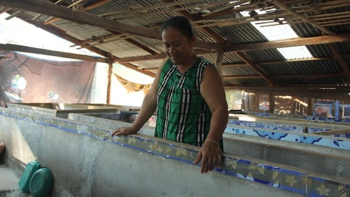 No es sólo el medio ambiente: los insectos también están mejorando la vida de muchos campesinos en Tailandia