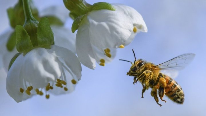 Des abeilles et des hommes : le destin des polinisatrices plus que jamais lié à l'agriculture