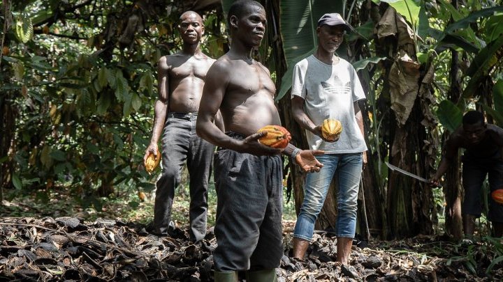Eurafrik-7 Côte d'Ivoire - ⚠️IMPORTANT: Après fermentation, le séchage des  fèves de cacao et autres matières se fait en moins de 30 minutes⏰ .  Sécher-Griler-Torréfier sans odeurs les fèves de cacao et