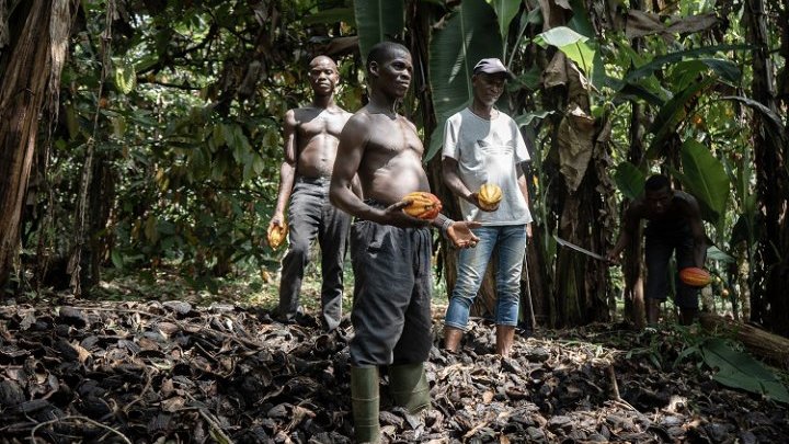 On the road with Côte d'Ivoire's cocoa beans