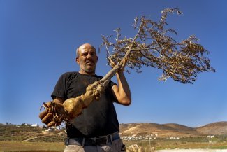 Les attaques des colons et le changement climatique donnent un goût amer aux olives palestiniennes