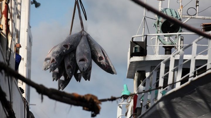¿Podrán unirse todos los países para combatir la pesca ilegal?