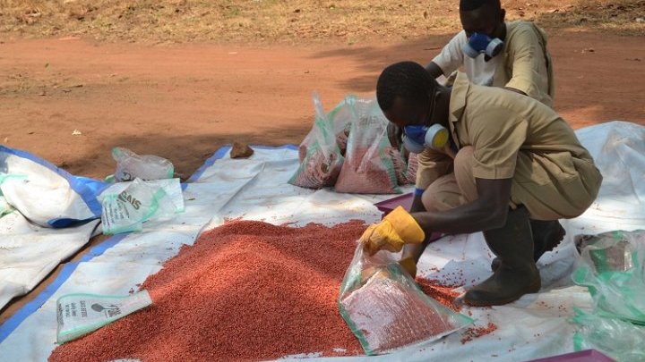 Sudán del Sur siembra semillas para cosechar paz