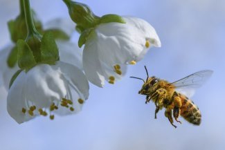 Where have all the honeybees gone?