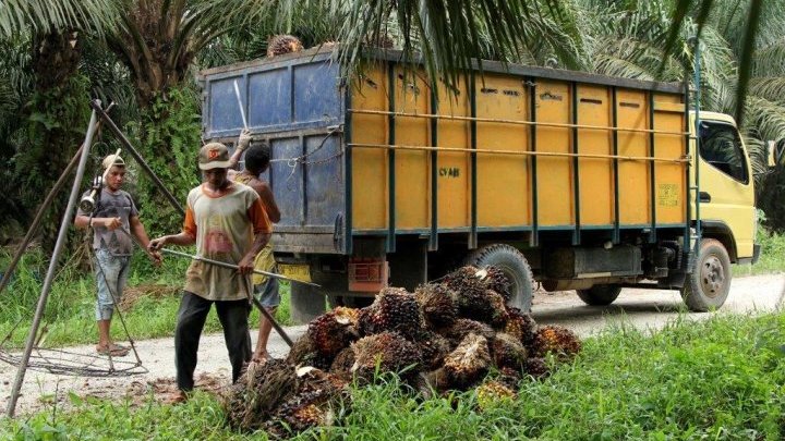 Palm oil smallholders face the challenges of sustainable production