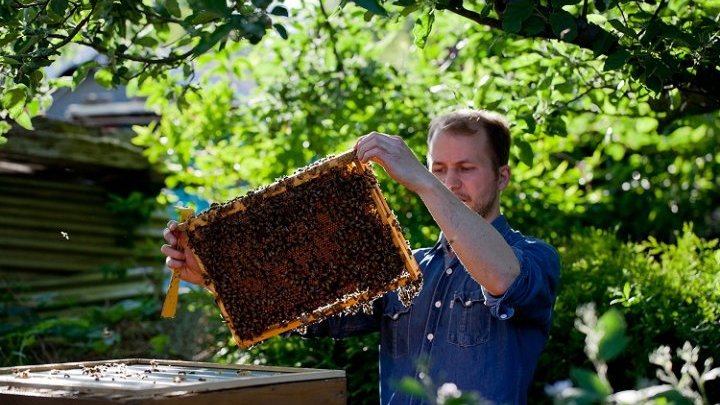 En Europe de l'Ouest, les apiculteurs craignent pour leur avenir